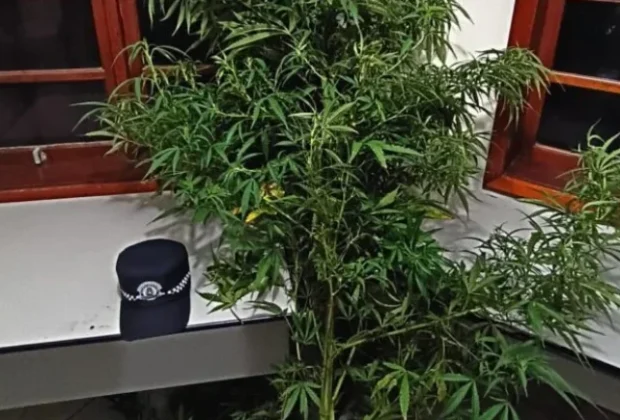 GCM de Cosmópolis encontra pé de maconha durante patrulhamento em terreno baldio