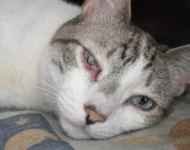 Conjuntivite em cães e gatos: como diferenciar e quando se preocupar