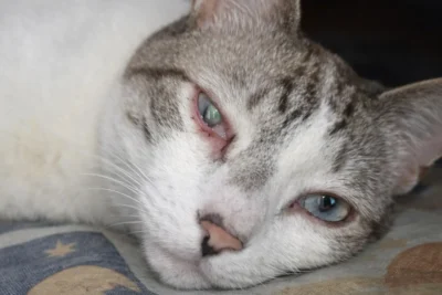 Conjuntivite em cães e gatos: como diferenciar e quando se preocupar