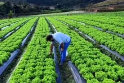 Calor, chuvas intensas e perda de padrão desafiam o cultivo de alface ao longo do ano