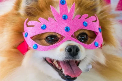 Carnaval e pets: saiba porque a folia pode causar danos à saúde e ao bem-estar do seu cão