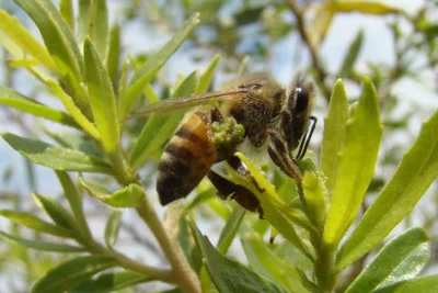 Compostos de própolis verde mostram potencial contra doenças neurodegenerativas