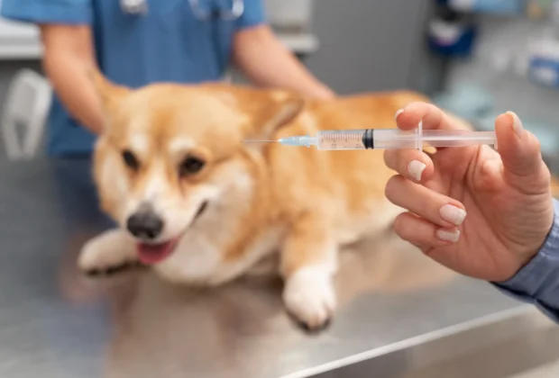 Saúde de Holambra alerta para vacinação anual contra a raiva em cães e gatos