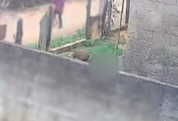 Bebê morre após ataque de pitbull em residência no bairro Nogueiras, em Socorro