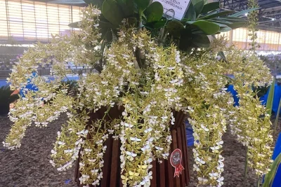 6º Festival de Orquídeas de Campinas reforça tradição e reúne mais de 10 mil plantas na Estação Cultura