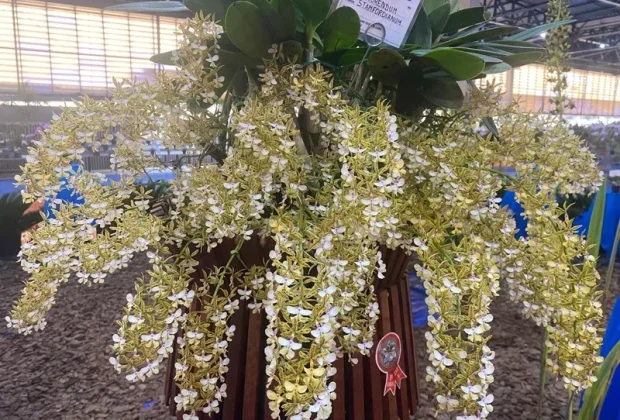 6º Festival de Orquídeas de Campinas reforça tradição e reúne mais de 10 mil plantas na Estação Cultura