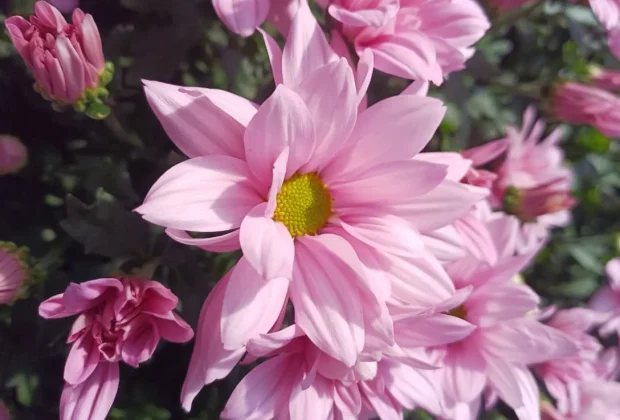31º Veiling Market aponta tendências do mercado para assegurar o futuro da floricultura brasileira