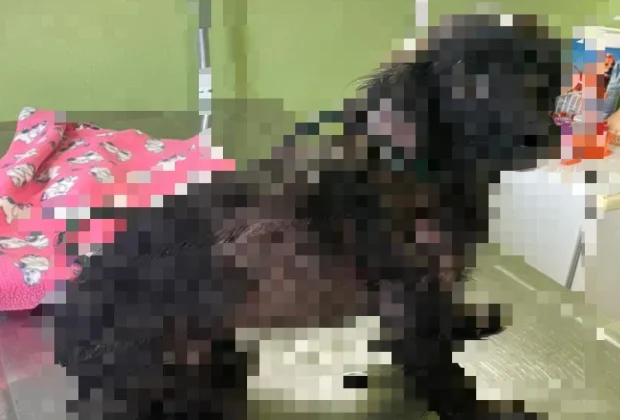 Polícia Militar e ONG resgatam cachorro ferido em situação de maus-tratos em Itapira