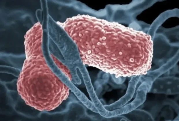 Campinas confirma nove casos de bactéria KPC no Hospital Mário Gatti e reforça medidas de controle