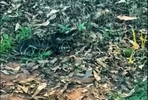 Defesa Civil de Estiva Gerbi captura cobra em área urbana e realiza soltura segura