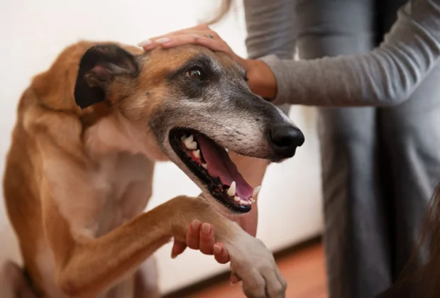 Saúde promove palestra do Abril Laranja sobre prevenção aos maus-tratos animais