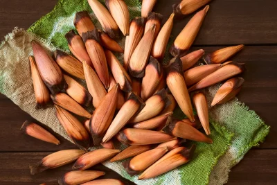 CATI lançará estudo sobre polinização da araucária no 24º Festival do Pinhão