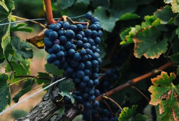 Espírito Santo do Pinhal se destaca com vinho premiado entre os melhores do mundo