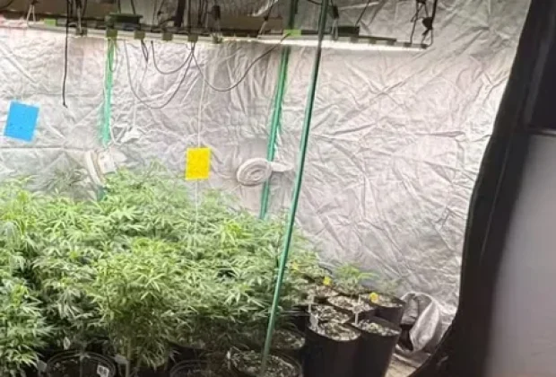 Operação contra tráfico interestadual prende dois homens e apreende plantação de maconha em Campinas