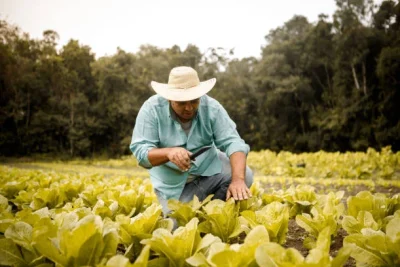 Faesp apresenta propostas para ampliar a efetividade das compras da agricultura familiar