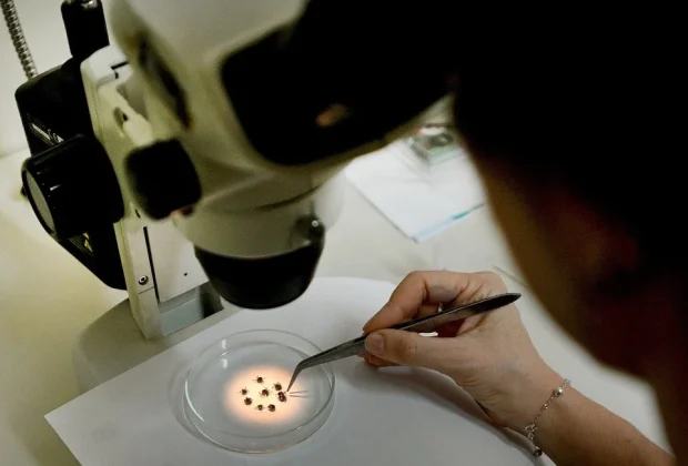 Campinas registra 1ª morte por febre maculosa em 2026