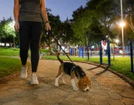 O poder do olfato dos cães: um sentido que nós nunca entenderemos completamente
