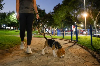O poder do olfato dos cães: um sentido que nós nunca entenderemos completamente