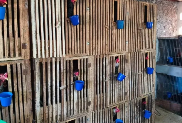 Guarda Municipal flagra rinha de galos e resgata 16 animais em Mogi Mirim