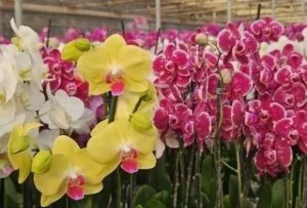 Dia dos Namorados aquece o mercado de flores, plantas e acessórios