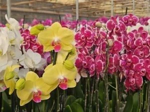 San Valentín calienta el mercado de flores, plantas y complementos ‹ San Valentín calienta el mercado de flores, plantas y complementos ‹