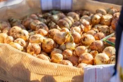 Edição histórica dos 20 anos de Open Field Day terá 2,8 hectares de área cultivada e demonstrações de colheita mecanizada de cebolas