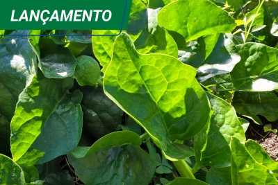 Embrapa lança batata-doce e hortaliças PANC na Hortitec 2026