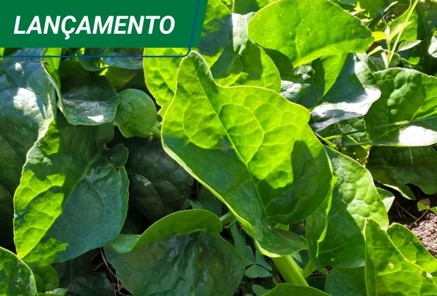 Embrapa lança batata-doce e hortaliças PANC na Hortitec 2026