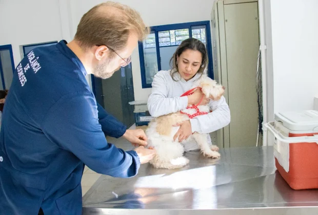 Jaguariúna oferece vacinação antirrábica gratuita para cães e gatos