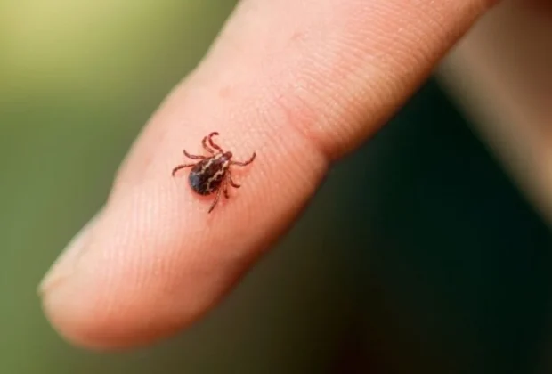 Mogimiriano morre após ser contaminado por febre maculosa