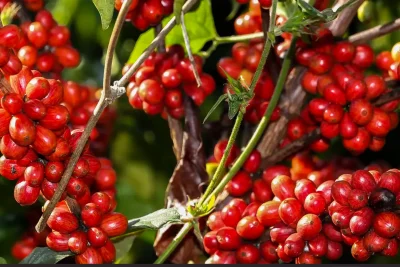 Exportação de café para os Estados Unidos tem queda  de 36% no primeiro semestre deste ano