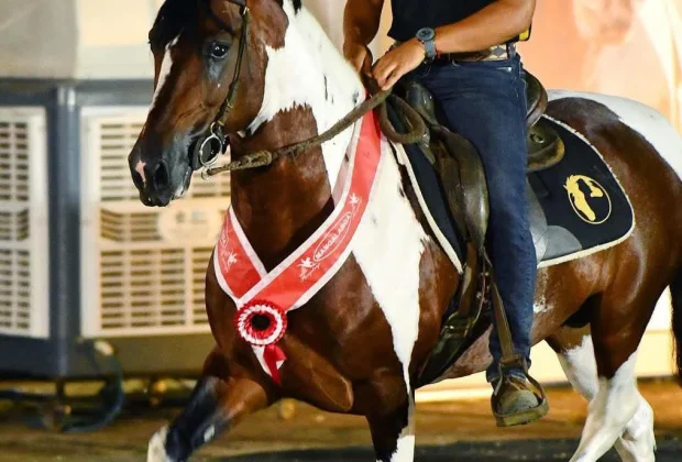 Cavaleiros de Jaguariúna conquistam títulos na Expo Nacional do Cavalo Mangalarga