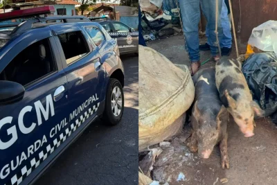 Animais são resgatados em situação de maus-tratos em imóvel de Mogi Mirim