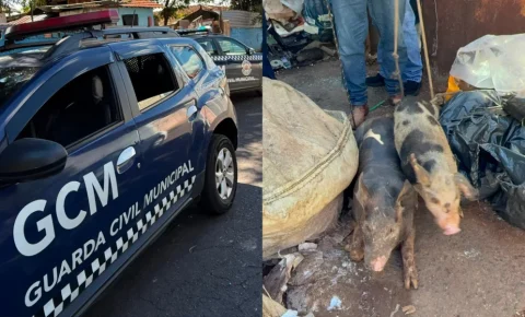 Animais são resgatados em situação de maus-tratos em imóvel de Mogi Mirim