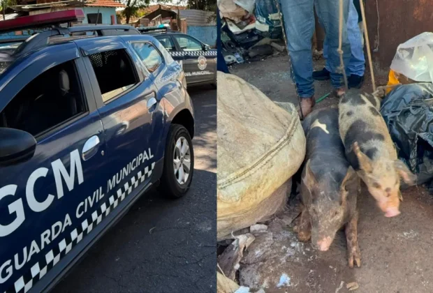 Animais são resgatados em situação de maus-tratos em imóvel de Mogi Mirim