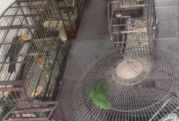 Aves silvestres são resgatadas em situação de maus-tratos em Cosmópolis