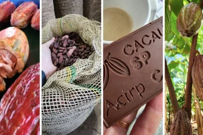 Dia Mundial do Chocolate: produção de cacau ganha protagonismo com apoio do SP Produz