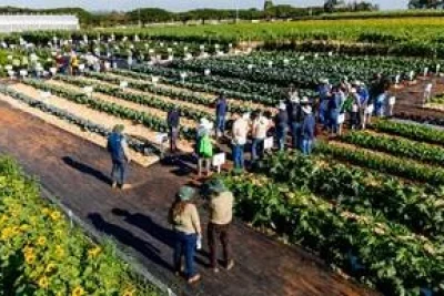 Genética avançada e biológicos impulsionam a sustentabilidade na horticultura brasileira
