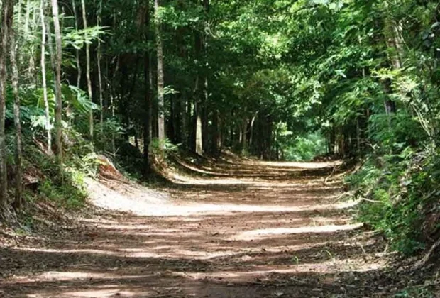 Horto Florestal de Mogi Mirim recebe primeira edição do Circuito Horto Vivo nas férias