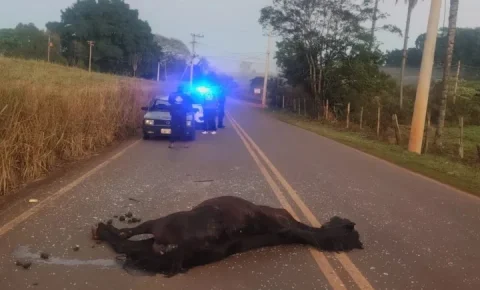 Cavalo morre após ser atingido por carro na Estrada do São Bento entre Cosmópolis e Artur Nogueira
