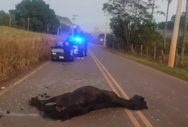 Cavalo morre após ser atingido por carro na Estrada do São Bento entre Cosmópolis e Artur Nogueira