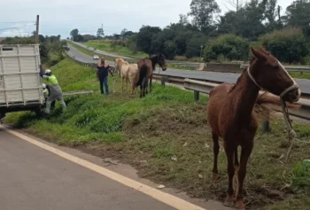 Defesa Civil captura três cavalos soltos na Rodovia Zeferino Vaz, em Cosmópolis