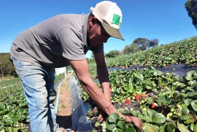 Agricultores familiares podem participar de chamadas públicas para fornecer produção rural a escolas, hospitais e outras instituições estaduais