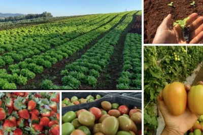 Dia do Agricultor: SP Produz destaca a força da agricultura familiar paulista