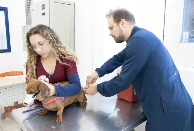 Jaguariúna oferece vacinação antirrábica gratuita para cães e gatos