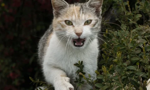 Campinas registra 1º caso de raiva em gato desde 2016 e busca pessoas que tiveram contato com o animal