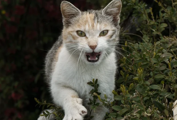 Campinas registra 1º caso de raiva em gato desde 2016 e busca pessoas que tiveram contato com o animal
