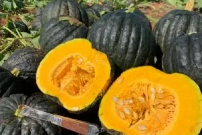 Na produção de cabotiá, florada não é sinônimo de colheita