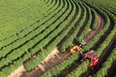 El Niño entra no radar do mercado de café e pode afetar importantes origens produtoras nos próximos ciclos