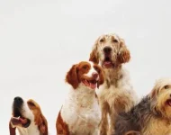 Dia Mundial do Cão: medicina preventiva faz cães viverem mais e reforça importância dos cuidados ao longo da vida
